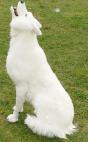 le loup